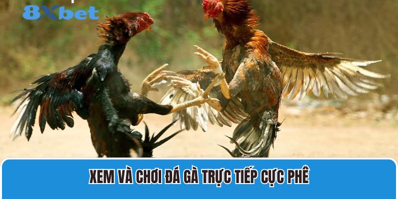 Xem và chơi đá gà trực tiếp cực phê